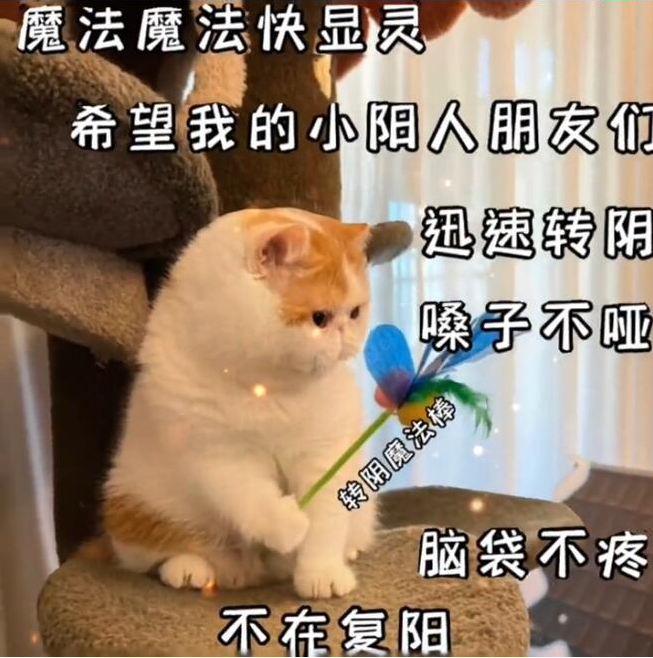 抖音转阴小猫梗出处介绍