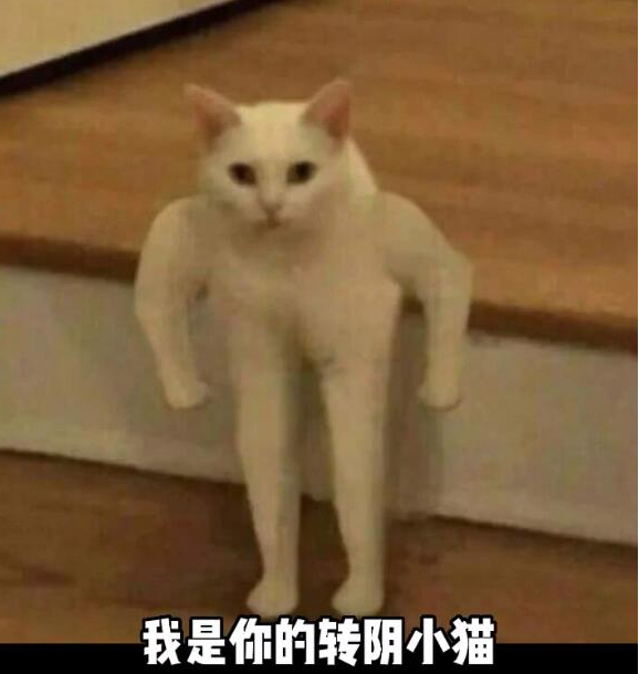 抖音转阴小猫梗出处介绍